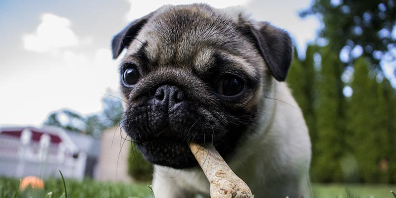 Five star dog food deals